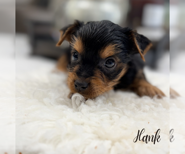 Medium Photo #3 Yorkshire Terrier Puppy For Sale in ADDISON, IL, USA