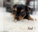 Small #2 Yorkshire Terrier