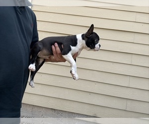 Boston Terrier Puppy for sale in DEL VALLE, TX, USA