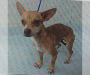 Darshan - Male Jack Chi Dog for Adoption - Photo #2