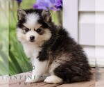 Small #2 Pomsky