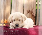 Ranger - Male Labrador Retriever Puppy for Sale - Photo #6