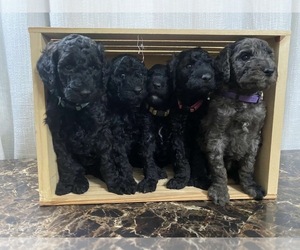 Poodle (Standard) Puppy for sale in TAMPICO, IN, USA