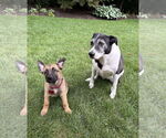 Small #5 German Shepherd Dog