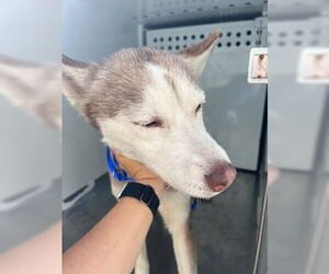 Siberian Husky Dogs for adoption in Stockton, CA, USA