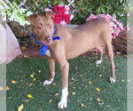 Small #1 Mutt