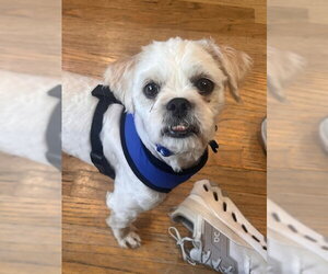 Poodle (Miniature)-Unknown Mix Dogs for adoption in Plainfield, IL, USA