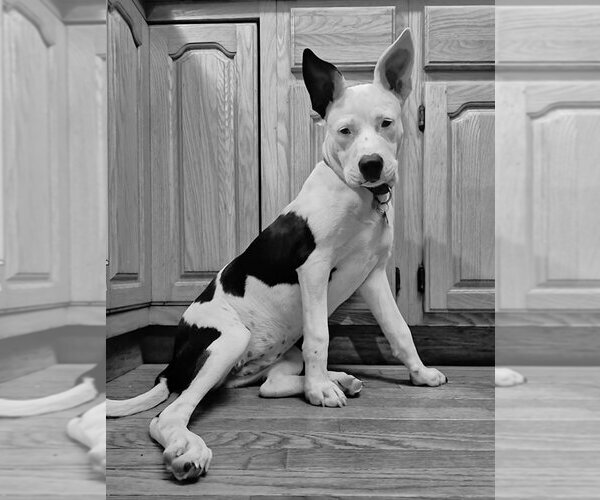Medium Photo #6 Mutt Puppy For Sale in Mundelein, IL, USA