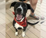 Small #1 Collie Mix