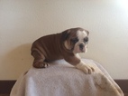 Small Photo #1 Olde English Bulldogge Puppy For Sale in BYERS, CO, USA