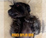 Small #6 Dachshund Mix