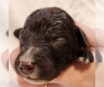 Small F2 Aussiedoodle