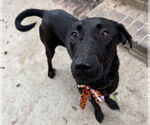 Small #1 Labrador Retriever Mix