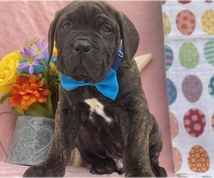 Cane Corso Puppy for sale in LANCASTER, PA, USA