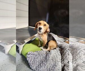 Beagle Dogs for adoption in Woodsfield, OH, USA