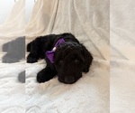 Small #1 Goldendoodle