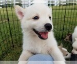 Small Photo #2 Pomsky Puppy For Sale in CENTRALIA, MO, USA