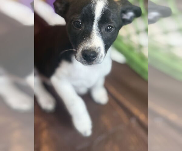 Medium Photo #1 Jack Chi Puppy For Sale in Slidell, LA, USA