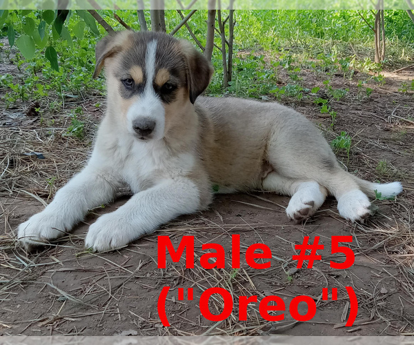 Medium Photo #3 German Shepherd Dog-Siberian Husky Mix Puppy For Sale in MORA, MN, USA