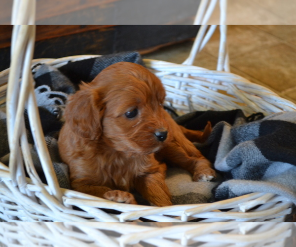 Medium Photo #4 Cavapoo (Miniature) Puppy For Sale in GREENWOOD, WI, USA