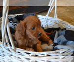 Small Photo #17 Cavapoo (Miniature) Puppy For Sale in GREENWOOD, WI, USA
