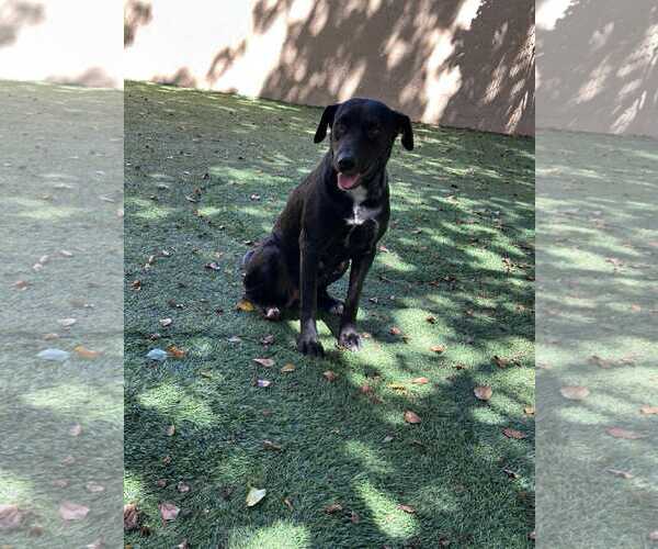 Medium Photo #2 Labrador Retriever-Unknown Mix Puppy For Sale in Pompano Beach , FL, USA