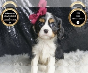 Medium Cavalier King Charles Spaniel