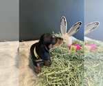 Puppy Lola Dachshund