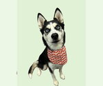 Small #1 Siberian Husky Mix