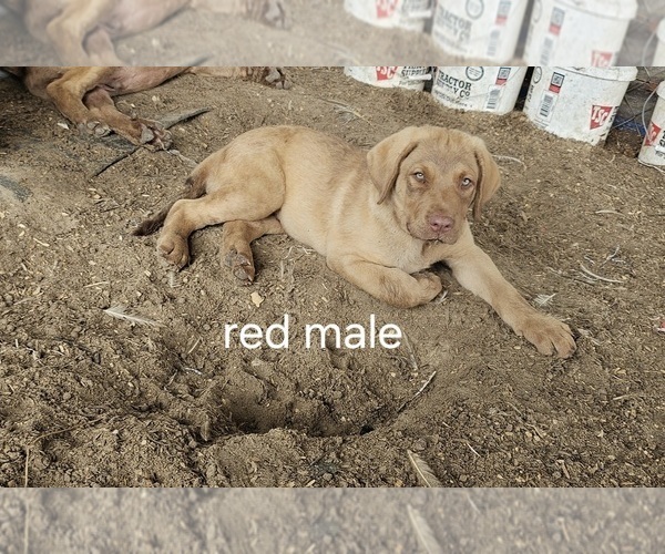 Medium Photo #4 Chesapeake Bay Retriever Puppy For Sale in Cordele, GA, USA