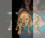 Small Photo #6 Basschshund Puppy For Sale in JAY, OK, USA