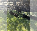 Small Photo #18 Cane Corso Puppy For Sale in LIVERMORE, CA, USA