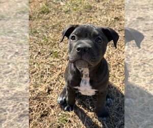 Mutt Dogs for adoption in Holly Springs, NC, USA