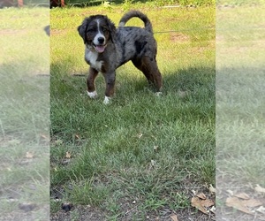 Bernedoodle (Miniature) (+ Poodle Miniature) Puppy for sale in SEYMOUR, CT, USA