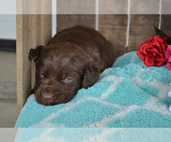 Medium Photo #10 Labrador Retriever Puppy For Sale in GREENWOOD, WI, USA