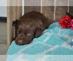 Small Photo #10 Labrador Retriever Puppy For Sale in GREENWOOD, WI, USA