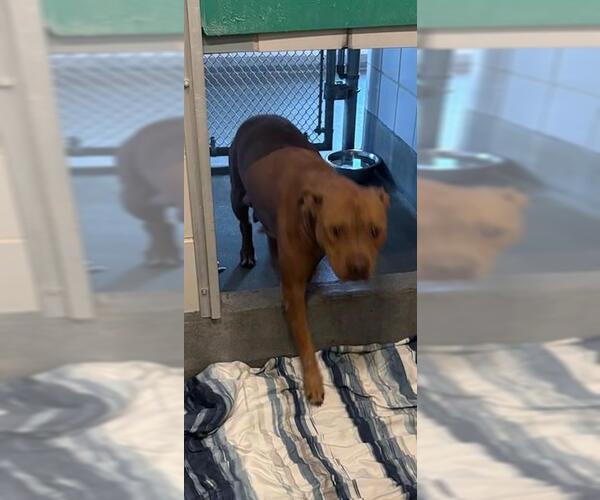 Medium Photo #1 American Staffordshire Terrier Puppy For Sale in San Antonio, TX, USA