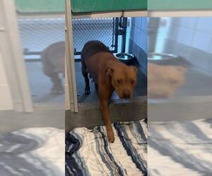 American Staffordshire Terrier Dog for Adoption in San Antonio, Texas USA