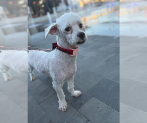 Maltese-Unknown Mix Dogs for adoption in Salt Lake City, UT, USA