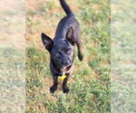 Small #5 Chihuahua