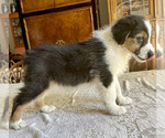 Small Photo #1 Australian Shepherd Puppy For Sale in COLLEYVILLE, TX, USA