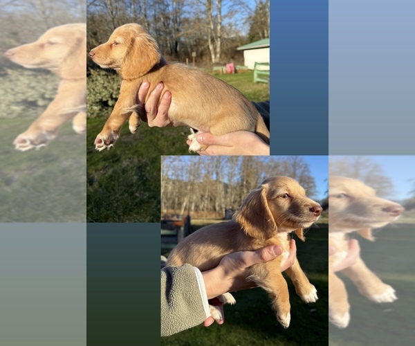 Medium Photo #10 Dachshund Puppy For Sale in MARYSVILLE, WA, USA