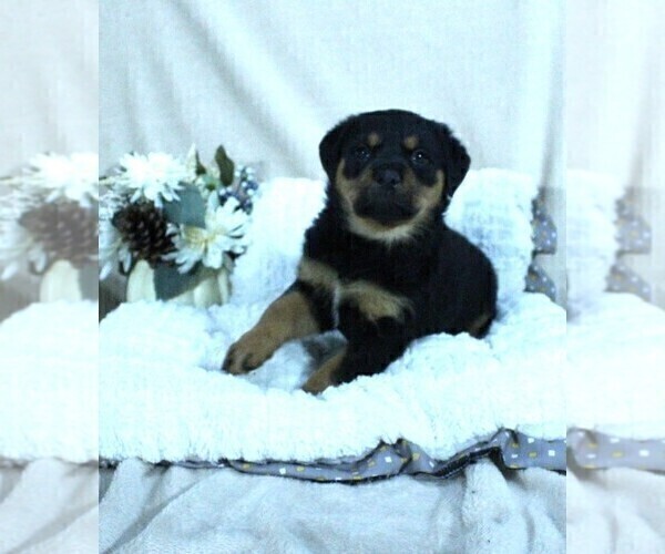 Medium Photo #12 Rottweiler Puppy For Sale in HEMINGWAY, SC, USA