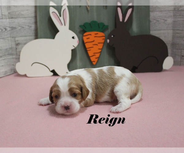 Medium Photo #8 Cavalier King Charles Spaniel Puppy For Sale in CHANUTE, KS, USA