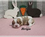 Small #7 Cavalier King Charles Spaniel