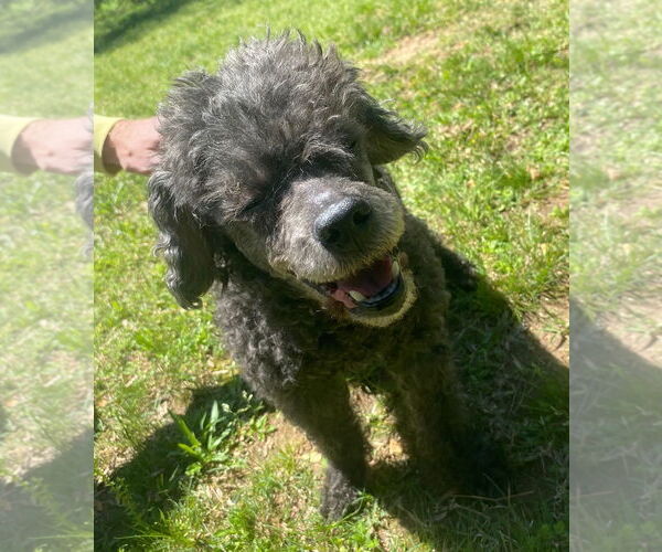 Medium Photo #1 Poodle (Miniature) Puppy For Sale in Pacolet, SC, USA