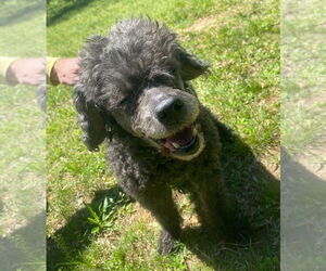 Poodle (Miniature) Dogs for adoption in Pacolet, SC, USA