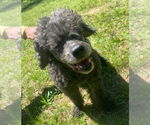 Small Poodle (Miniature)