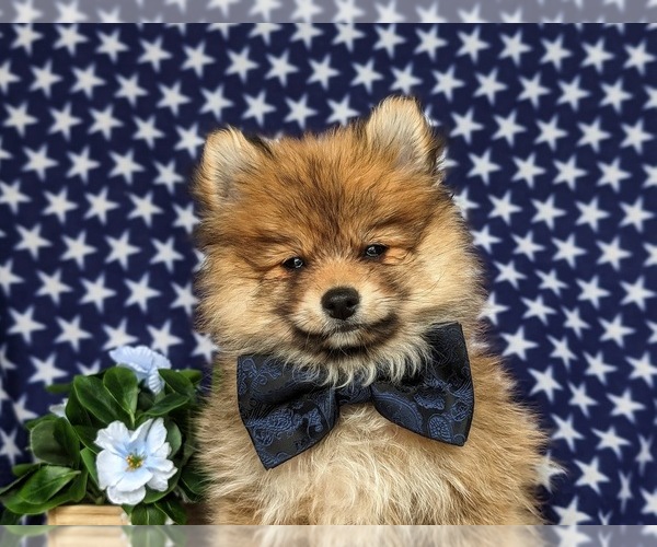 Medium Photo #6 Pomeranian Puppy For Sale in OXFORD, PA, USA