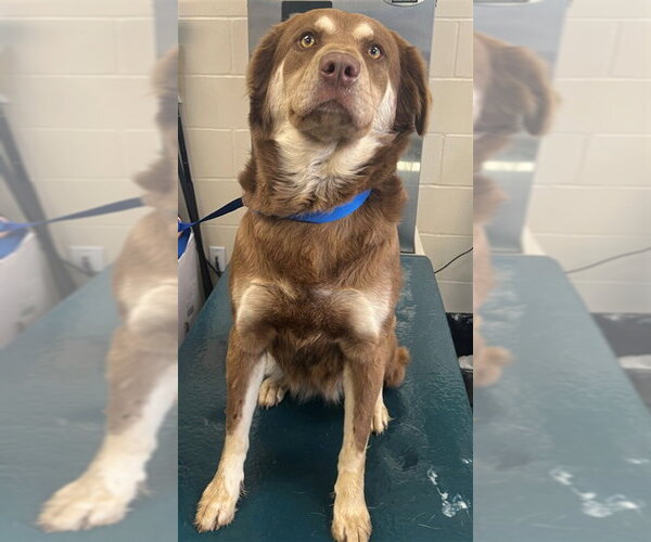 Medium Photo #1 Siberian Husky-Unknown Mix Puppy For Sale in Mobile, AL, USA